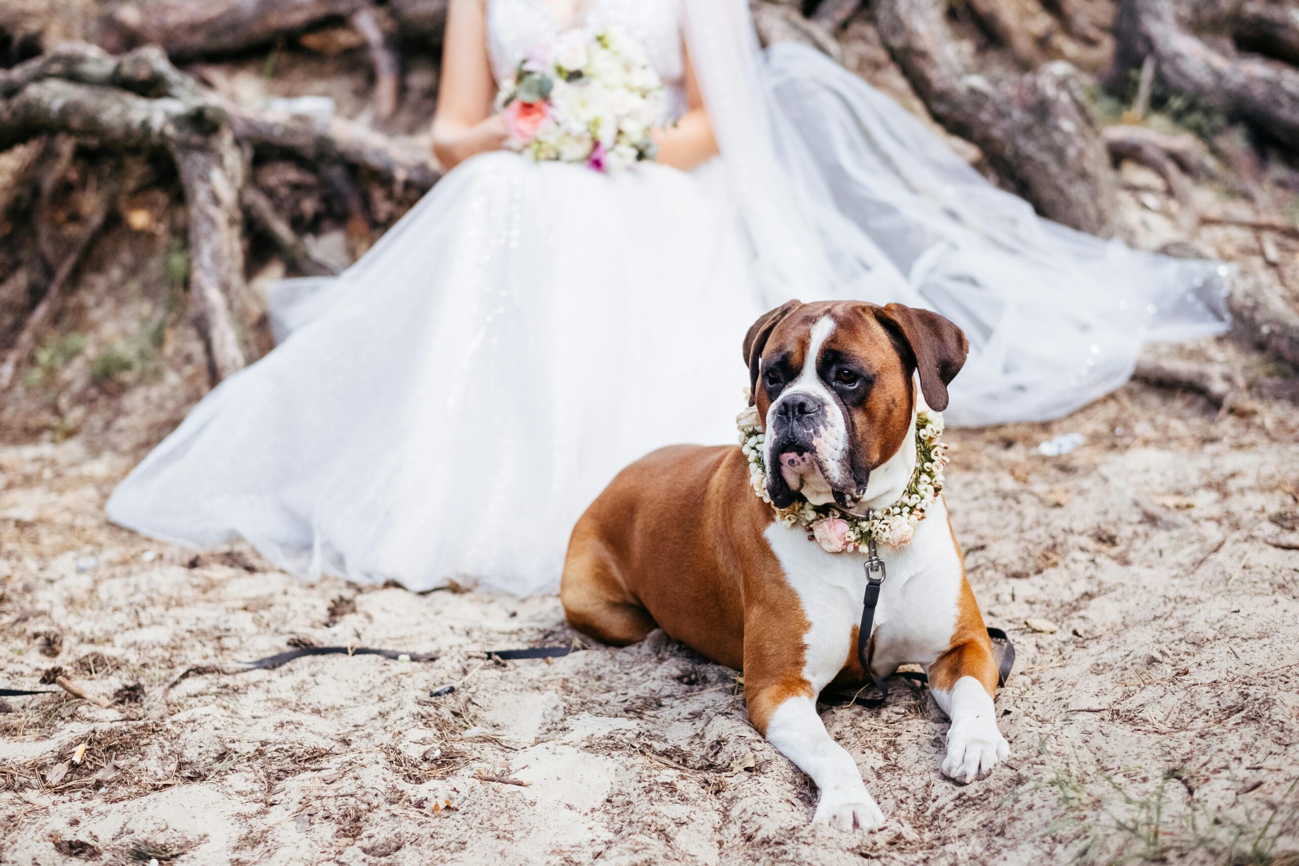 Was Hundebesitzer bei ihrer Hochzeit mit ihren pelzigen Freunden unternehmen können