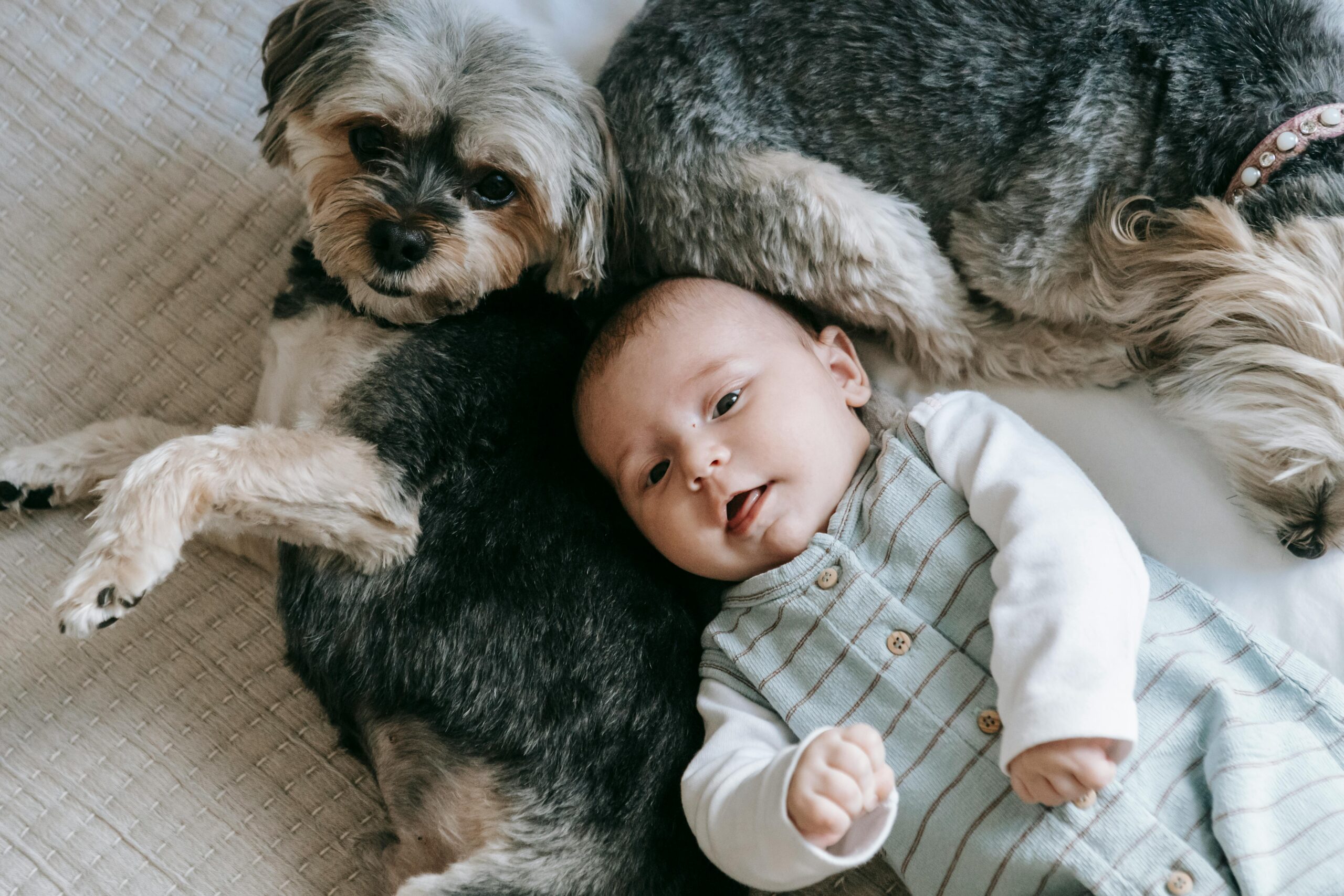 Die Vorteile eines Haustieres für die Entwicklung eines Babys